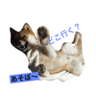 やっぱ柴でしょ❗️（個別スタンプ：7）