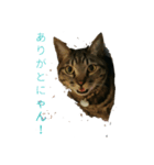 ラッキー＆ルーシー（個別スタンプ：3）