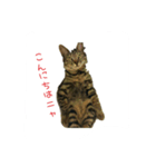 ラッキー＆ルーシー（個別スタンプ：4）