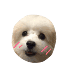 マルプー✖️ペキプー（個別スタンプ：1）
