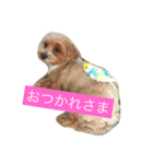 マルプー✖️ペキプー（個別スタンプ：6）