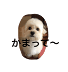マルプー✖️ペキプー（個別スタンプ：7）