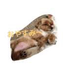 マルプー✖️ペキプー（個別スタンプ：8）
