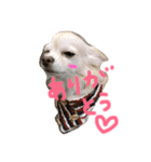 1チワワ2にゃんこ（個別スタンプ：1）