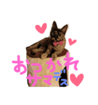 1チワワ2にゃんこ（個別スタンプ：3）