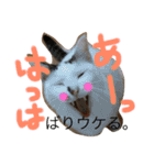 1チワワ2にゃんこ（個別スタンプ：5）