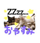 1チワワ2にゃんこ（個別スタンプ：6）