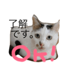 1チワワ2にゃんこ（個別スタンプ：7）