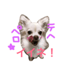 1チワワ2にゃんこ（個別スタンプ：10）