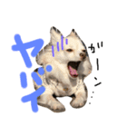 1チワワ2にゃんこ（個別スタンプ：11）