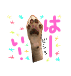 1チワワ2にゃんこ（個別スタンプ：14）