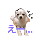 1チワワ2にゃんこ（個別スタンプ：15）