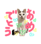 1チワワ2にゃんこ（個別スタンプ：16）