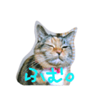 りあるミロニャンコ（個別スタンプ：3）