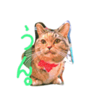 りあるミロニャンコ（個別スタンプ：5）