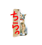 りあるミロニャンコ（個別スタンプ：6）