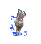 りあるミロニャンコ（個別スタンプ：8）