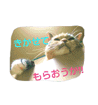 りあるミロニャンコ（個別スタンプ：9）