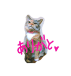 りあるミロニャンコ（個別スタンプ：16）