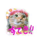 りあるミロニャンコ（個別スタンプ：17）