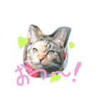 りあるミロニャンコ（個別スタンプ：24）