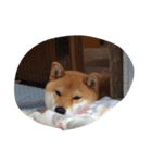 shi_ba（個別スタンプ：7）