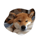 shi_ba（個別スタンプ：8）