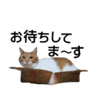 torajiroh vol.1（個別スタンプ：5）