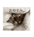 ちっさりぱー（個別スタンプ：11）