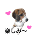 ビーグル犬とトイプードルの癒しスタンプ（個別スタンプ：1）