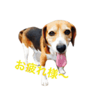 ビーグル犬とトイプードルの癒しスタンプ（個別スタンプ：2）