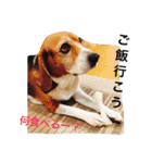 ビーグル犬とトイプードルの癒しスタンプ（個別スタンプ：3）