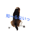 ビーグル犬とトイプードルの癒しスタンプ（個別スタンプ：4）