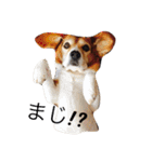 ビーグル犬とトイプードルの癒しスタンプ（個別スタンプ：5）