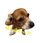 ビーグル犬とトイプードルの癒しスタンプ（個別スタンプ：8）