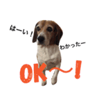ビーグル犬とトイプードルの癒しスタンプ（個別スタンプ：9）