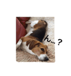ビーグル犬とトイプードルの癒しスタンプ（個別スタンプ：11）