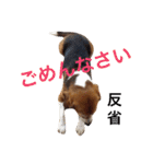 ビーグル犬とトイプードルの癒しスタンプ（個別スタンプ：13）