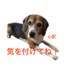 ビーグル犬とトイプードルの癒しスタンプ（個別スタンプ：15）