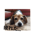ビーグル犬とトイプードルの癒しスタンプ（個別スタンプ：17）