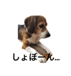 ビーグル犬とトイプードルの癒しスタンプ（個別スタンプ：18）