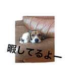 ビーグル犬とトイプードルの癒しスタンプ（個別スタンプ：20）