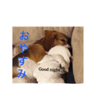 ビーグル犬とトイプードルの癒しスタンプ（個別スタンプ：21）