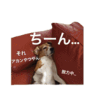 ビーグル犬とトイプードルの癒しスタンプ（個別スタンプ：23）