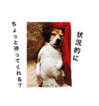 ビーグル犬とトイプードルの癒しスタンプ（個別スタンプ：24）