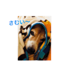 ビーグル犬とトイプードルの癒しスタンプ（個別スタンプ：26）