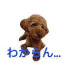 ビーグル犬とトイプードルの癒しスタンプ（個別スタンプ：29）