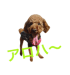 ビーグル犬とトイプードルの癒しスタンプ（個別スタンプ：30）