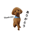 ビーグル犬とトイプードルの癒しスタンプ（個別スタンプ：32）