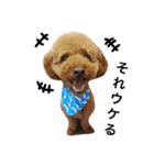 ビーグル犬とトイプードルの癒しスタンプ（個別スタンプ：33）